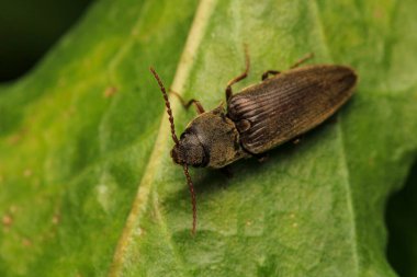 harpalus rufipes böcek makro fotoğraf