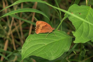 Vanessa Cardui kelebek makro fotoğraf