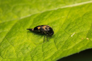 Negatif pulchellus anapsis böcek makrosu