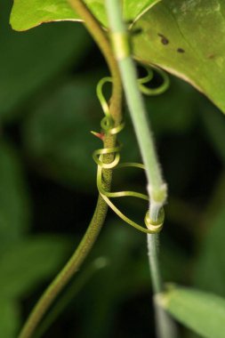 Doğal yeşil bitkiler çevre fotoğrafı