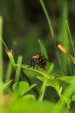 Dönen karasineğin makro fotoğrafı