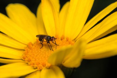 Dönen karasineğin makro fotoğrafı