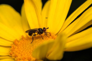 Dönen karasineğin makro fotoğrafı