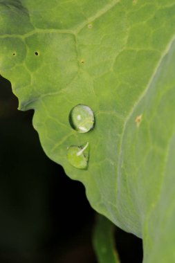 Su çimlerin üzerine makro fotoğraf düşürür.