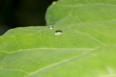 Su çimlerin üzerine makro fotoğraf düşürür.