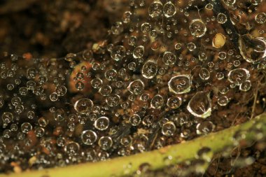 Su çimlerin üzerine makro fotoğraf düşürür.