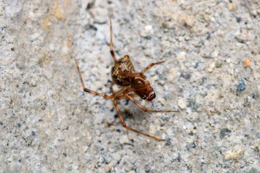 Doğal parasteatoda tepidariorum örümcek makrosu