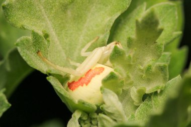 Xysticus kochi örümcek makro fotoğrafı