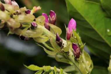 Canavalia pembe çiçek makrosu