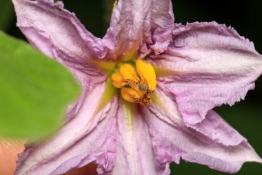Doğal Solanum melongena çiçek makrosu