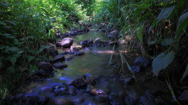 Doğal ormandaki derenin fotoğrafı.