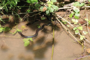 Doğal vahşi su yılanı fotoğrafı.