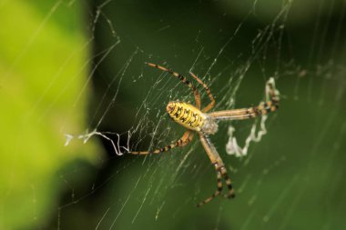 Argiope bruennichi örümcek makro fotoğrafı