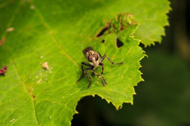 Doğal vahşi Tömerus sineği fotoğrafı.