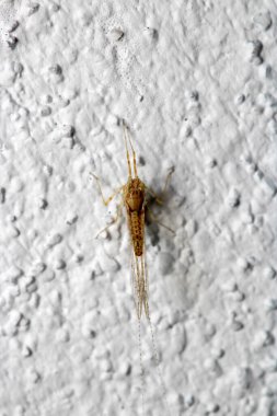 Doğal Cloeon dipterum kenar makro