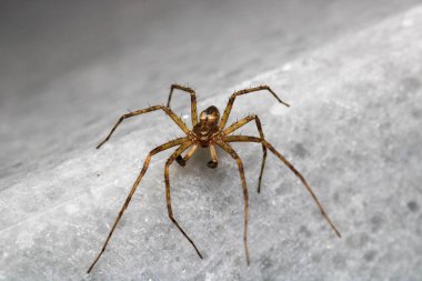 Agelena labirenti Örümcek makro fotoğrafı