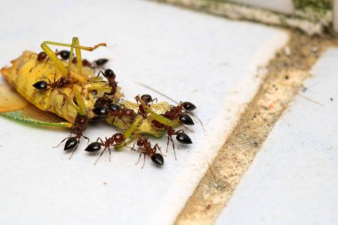 Siyah marangoz karınca makro fotoğrafı