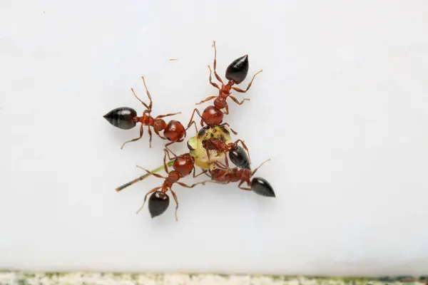 Siyah marangoz karınca makro fotoğrafı