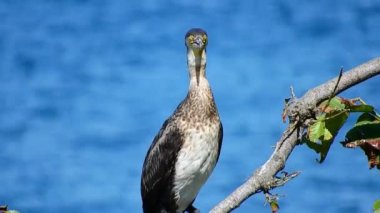 Deniz kıyısındaki siyah büyük karabatak kuşu