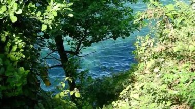 Yeşil ağaçlar orman manzarası fotoğrafı