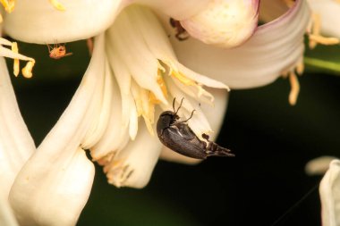 Negatif pulchellus anapsis böcek makrosu