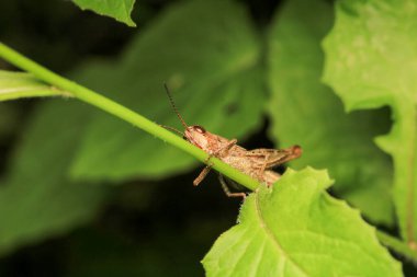 paslı çekirge böceği makro fotoğraf