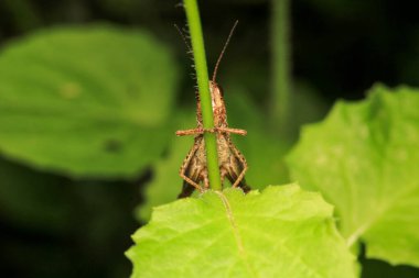 paslı çekirge böceği makro fotoğraf