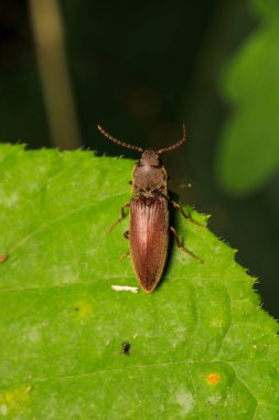 harpalus rufipes böcek makro fotoğraf