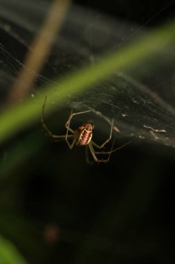 Doğal parasteatoda tepidariorum örümcek makrosu