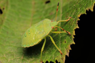 Halyomorfa Halys böcek makro fotoğrafı
