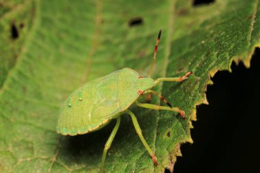 Halyomorfa Halys böcek makro fotoğrafı