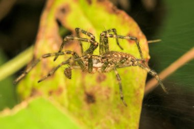 Doğal parasteatoda tepidariorum örümcek makrosu