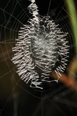 Argiope bruennichi örümcek makro fotoğrafı