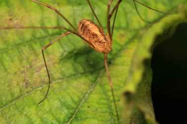 pholcus fhalangioides örümcek makro fotoğrafı