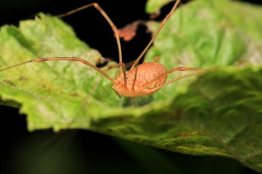 pholcus fhalangioides örümcek makro fotoğrafı