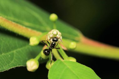 Siyah marangoz karınca makro fotoğrafı