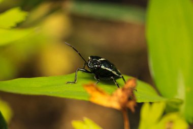 Halyomorfa Halys böcek makro fotoğrafı