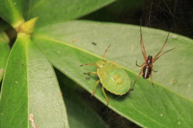 Doğal parasteatoda tepidariorum örümcek makrosu
