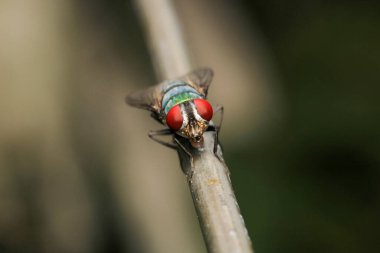 Dönen karasineğin makro fotoğrafı