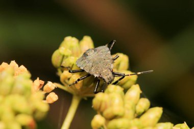 Halyomorfa Halys böcek makro fotoğrafı