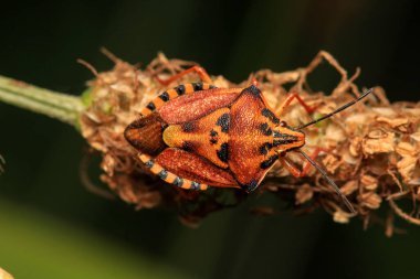 Halyomorfa Halys böcek makro fotoğrafı