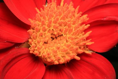 pembe zinnia çiçekli makro fotoğraf