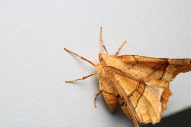 Cyclophora güve böceği makro fotoğrafı