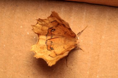 Cyclophora güve böceği makro fotoğrafı