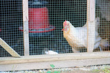 Doğal renkli tavuk makro fotoğrafı.