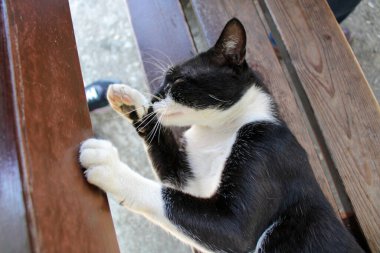 Küçük mavi gözlü kedi yavrusu fotoğrafı.