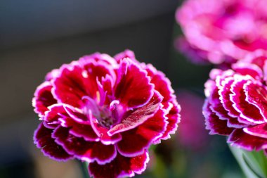 Doğal kırmızı karanfil çiçeği fotoğrafı.