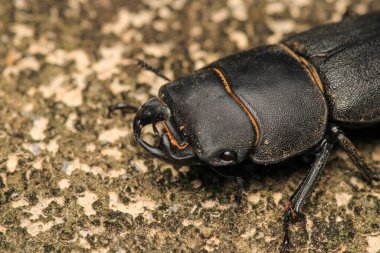 siyah daha az geyik böceği makro fotoğrafı