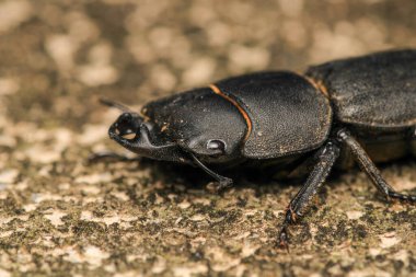 siyah daha az geyik böceği makro fotoğrafı