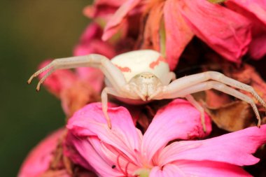 Xysticus kochi örümcek makro fotoğrafı